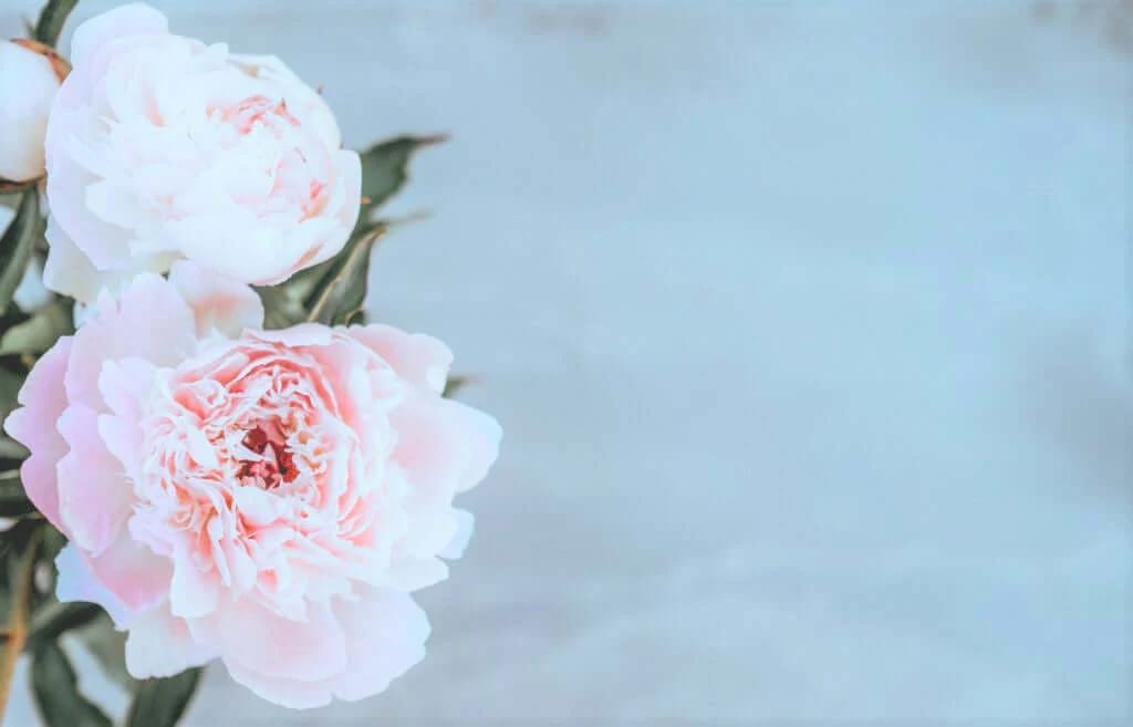 flowers.jpg